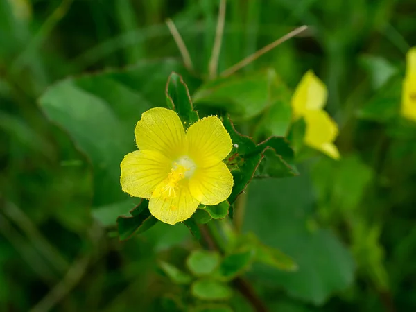 Primer Plano Brasil Yute Malachra Flor Hoja Amarilla Malachra Capitata — Foto de Stock