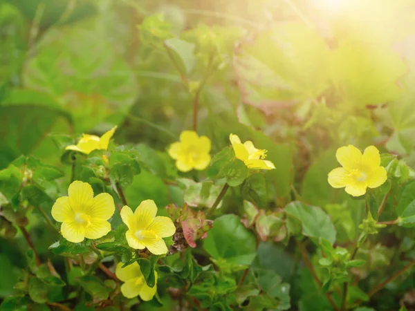 Close Brazil Jute Malachra Yellow Leafbract Flower Malachra Capitata Plant — Stock Photo, Image