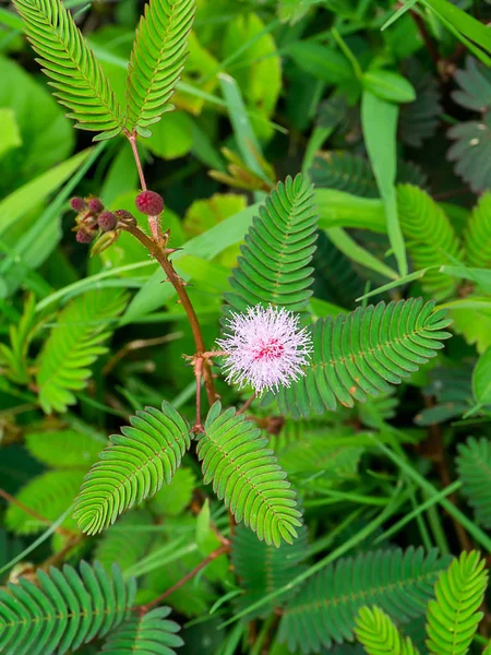 Fechar Flor Planta Sensível Planta Sonolenta Árvore Touch Mimosa Pudica — Fotografia de Stock