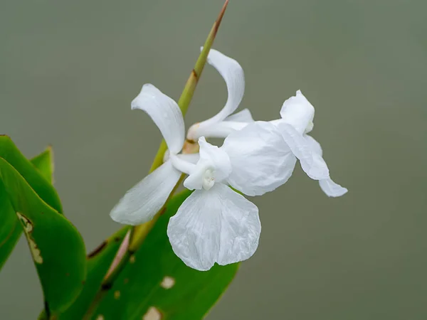 Gros Plan Fleur Blanche Avec Fond Flou — Photo