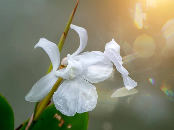 Primer Plano Flor Blanca Con Luz Solar Destello —  Fotos de Stock