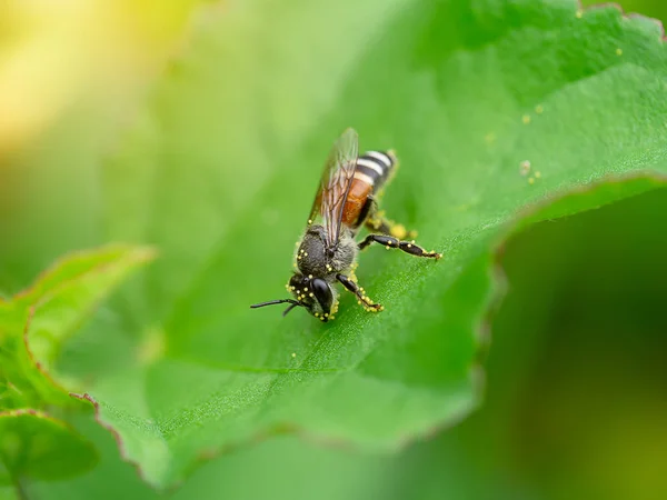 Макроизображение Мелкой Пчелы Пыльцой Зеленом Листе Размытом Фоне — стоковое фото