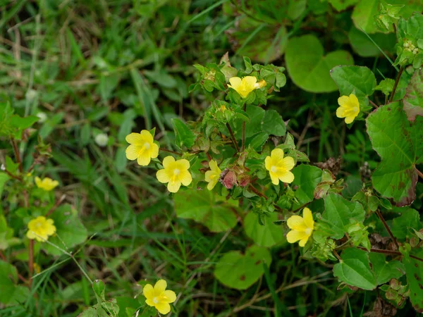 Primo Piano Del Brasile Iuta Malachra Fiore Foglia Gialla Malachra — Foto Stock