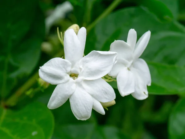 Blisko Biały Kwiat Jaśminu Liściem — Zdjęcie stockowe