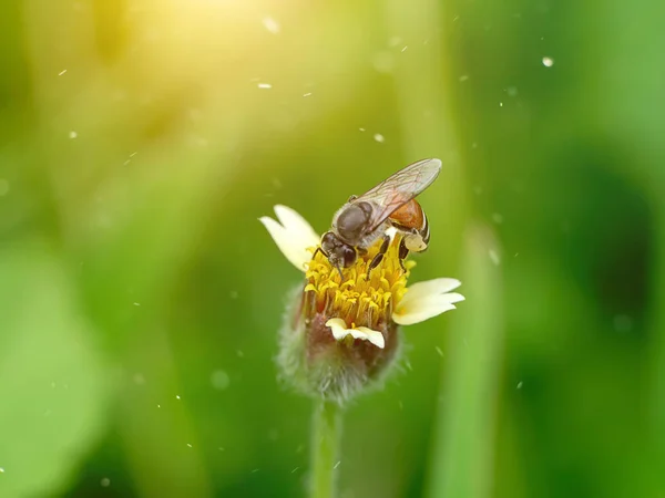 Makroaufnahme Einer Kleinen Biene Auf Der Windblume Mit Schwebendem Licht — Stockfoto