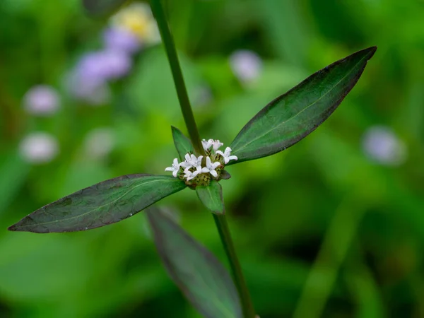 Primo Piano Fiore Foglia Spermacoce Laevis Lamk Pianta — Foto Stock