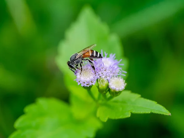 Макроизображение Мелкой Пчелы Цветке Ветра — стоковое фото