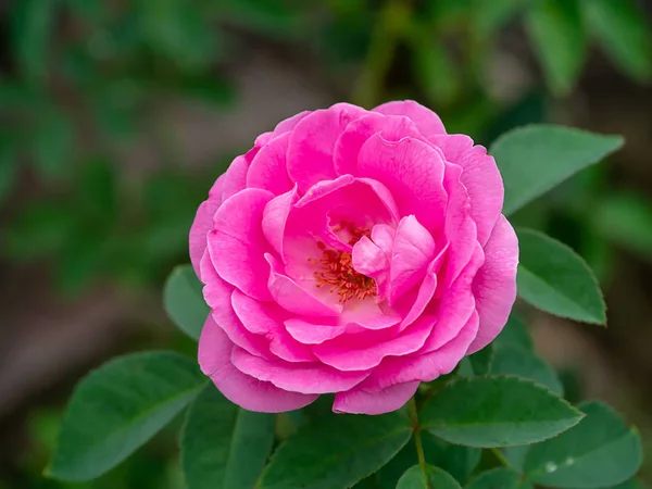 Закрыть Розовые Лепестки Дамаска Розового Чая Rosa Damascena Mill — стоковое фото
