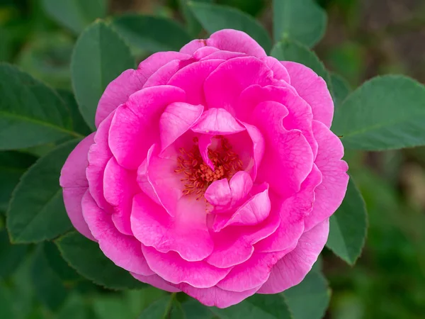 Nahaufnahme Von Rosafarbenen Damastrosenblüten Für Rosentee Mühle Rosa Damascena — Stockfoto