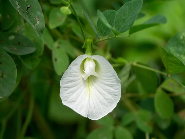 White Pea Flower Butterfly Pea Flower Clitoria Ternatea Leaves — Stock Photo, Image