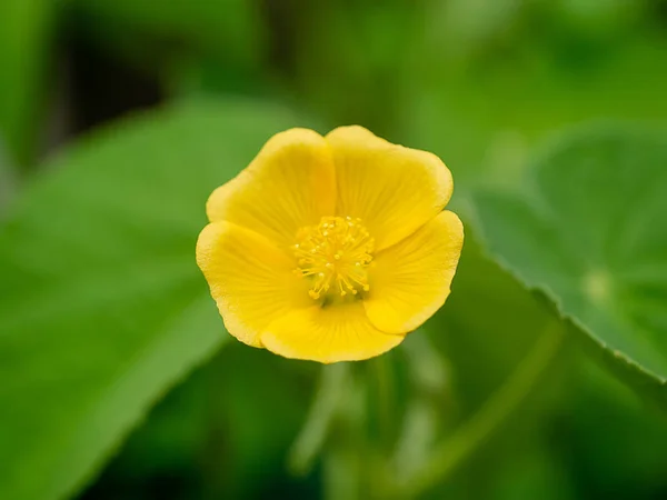 Chiness Bell Flower Indian Mellow Moon Flowe Country Mallow Plant — Stock Photo, Image