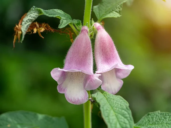 Sasame Flower Tree Sesamum Orientale — Stock Photo, Image