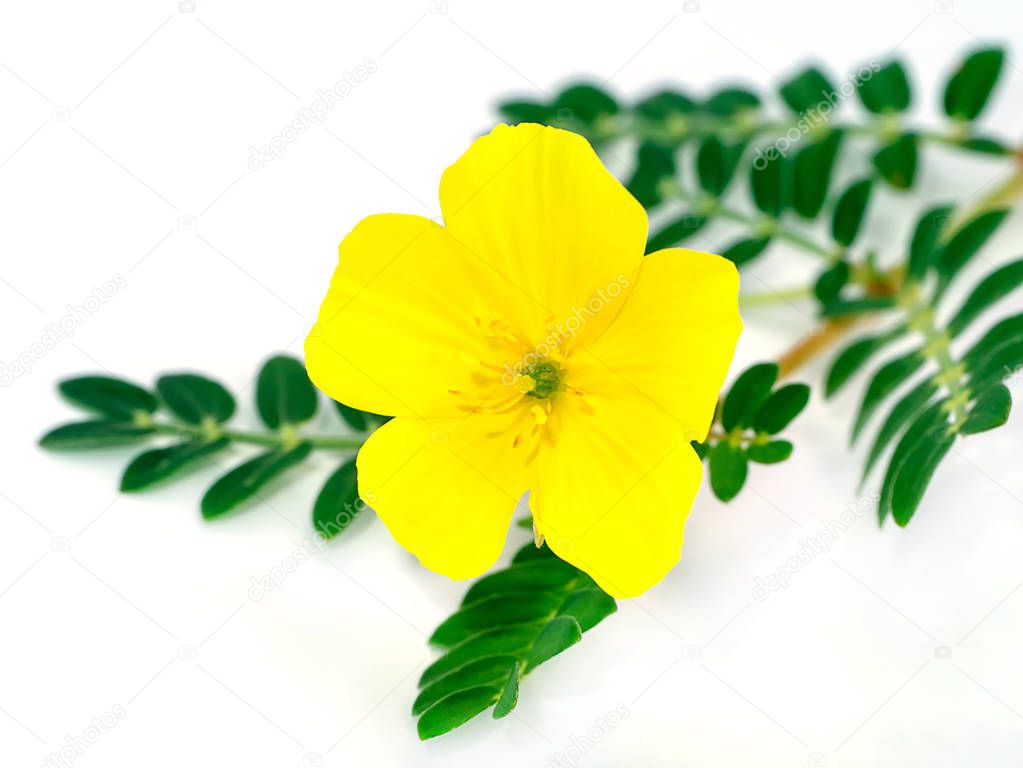 The yellow flower of devil's thorn (Tribulus terrestris plant) with leaf