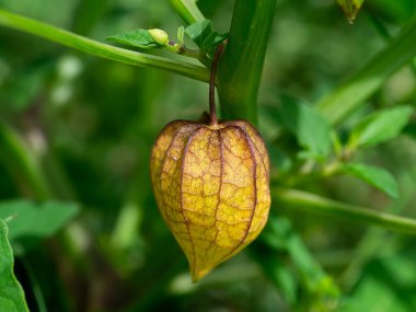 Hogweed veya zemin kiraz. (Physalis minima)