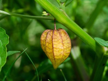 Hogweed veya zemin kiraz. (Physalis minima)