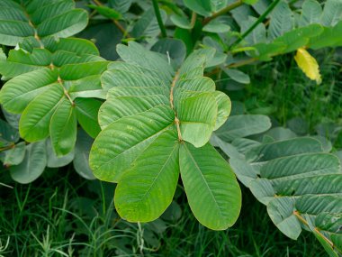 Mantar hastalığı Bush ağacı (Cassia alata yeşil yaprakları)
