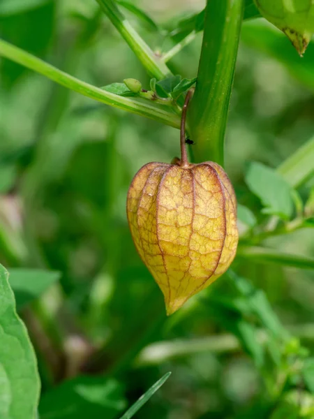 Hogweed Ground Cherry Physalis Minima — Stock Photo, Image