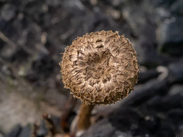 Brown Wind Mushroom Tree — Stock Photo, Image