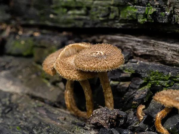 Cogumelo Vento Marrom Árvore — Fotografia de Stock