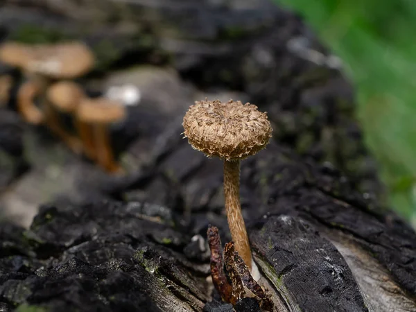 Champignon Brun Vent Sur Arbre — Photo