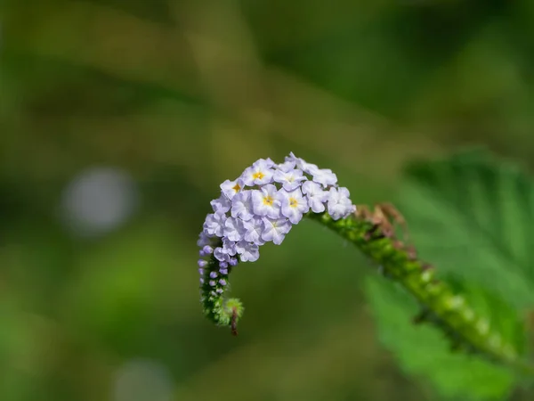 Indian Heliotrope Scorpion Weed Wild Clary Heliotropium Indicum — Stock Photo, Image