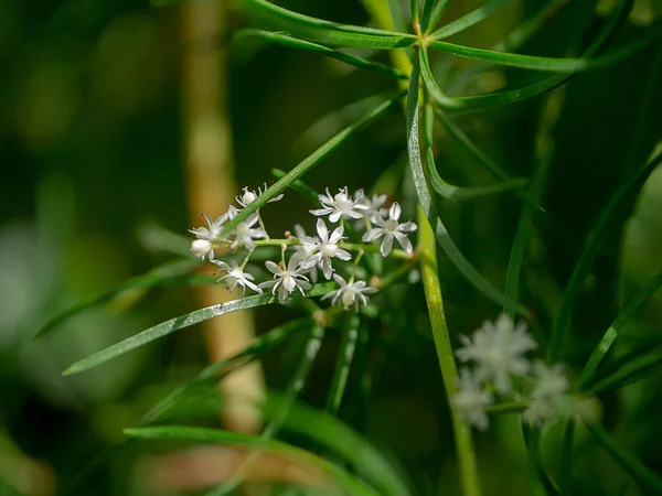 Feche Flor Branca Fábrica Shatavari Aspargos Racemosus Willd — Fotografia de Stock