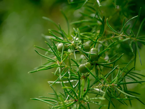 Primer Plano Planta Shatavari Espárragos Racemosus Willd Con Fondo Verde —  Fotos de Stock