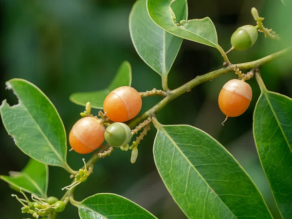 Fruit Olax Psittacorum Lam Plant — Stock Photo, Image