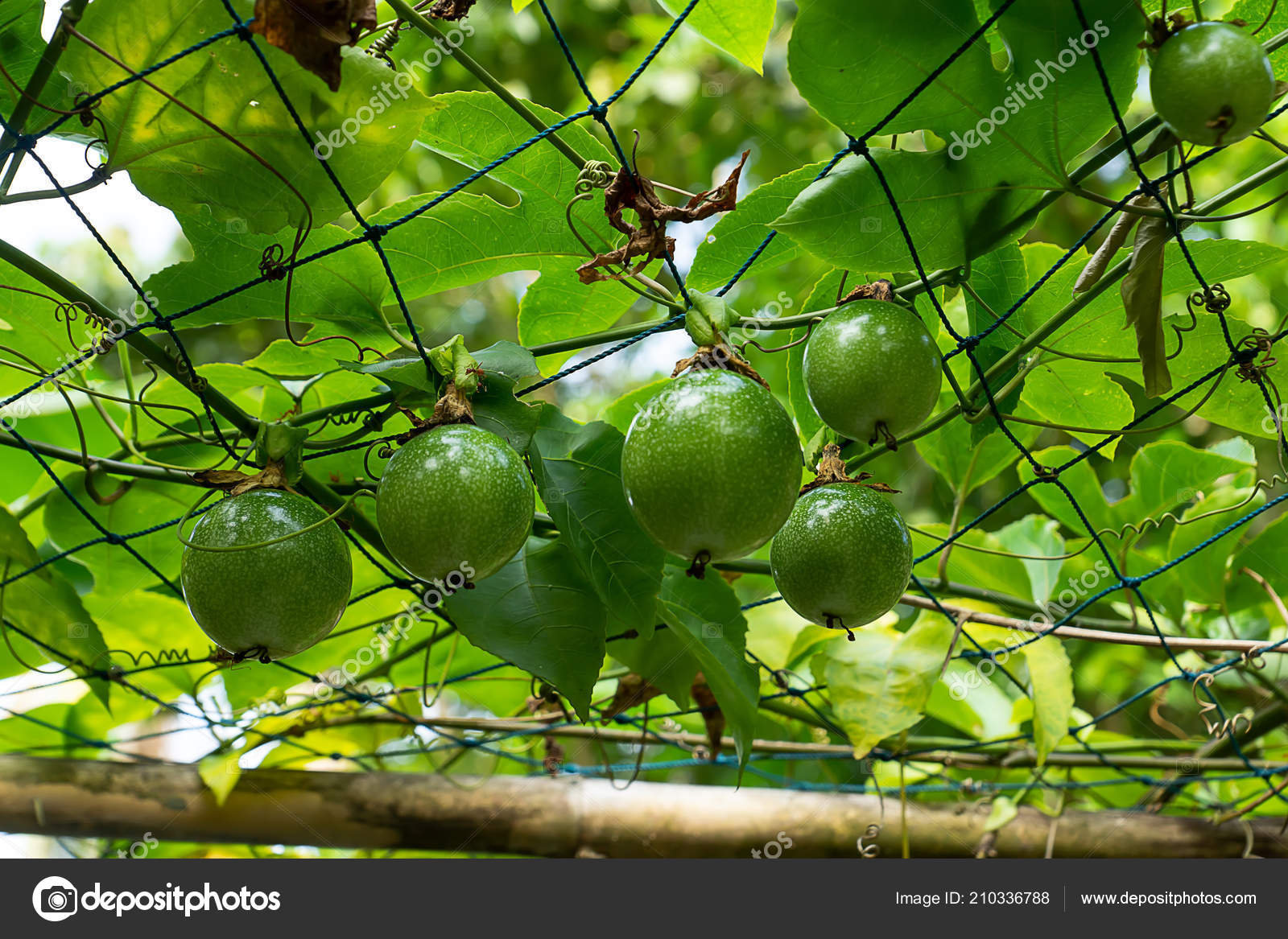 Passion fruit tree