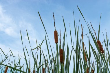 Dar yapraklı kuyrugu veya yumuşak bayrak bitki gökyüzü arka plan ile kapatın. (Typha iğde)