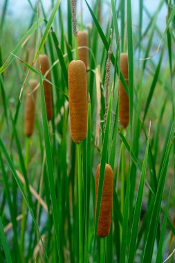 Dar yapraklı kuyrugu yakın çekim veya yumuşak bayrağını. (Typha iğde)