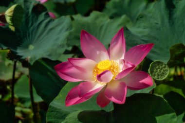 Yumuşak odak pembe lotus çiçeği yaprağı ile çiçeklenme kapatın. (Nelumbo nucifera)