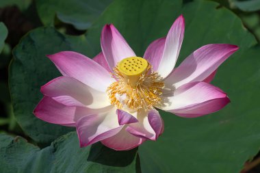 (Nelumbo nucifera çiçeklenme pembe lotus çiçeği kadar kapatın)