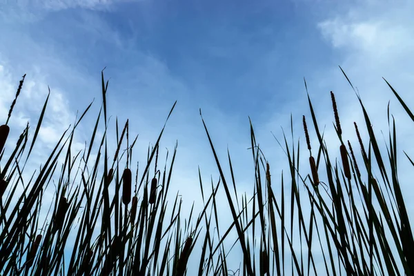 Silhouette Quenouille Feuilles Étroites Plante Drapeau Mou Avec Fond Ciel — Photo