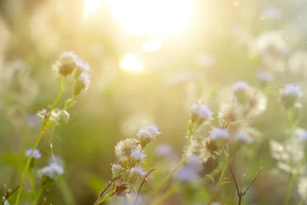 Foco Suave Grama Flor Com Luz Solar Temporada Verão — Fotografia de Stock