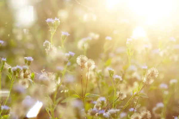 Blur Grama Flor Luz Fulgor Com Luz Solar Temporada Verão — Fotografia de Stock