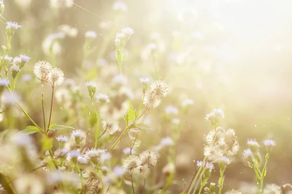 Desenfoque Hierba Flores Con Luz Solar Luz Flotante Temporada Verano —  Fotos de Stock