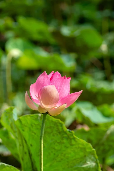 Fiore Loto Rosa Fiore Nelumbo Nucifera — Foto Stock