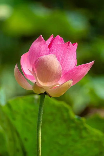 Närbild Rosa Lotusblomma Blommar Nelumbo Nucifera — Stockfoto