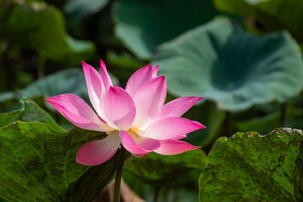 Close Pink Lotus Flower Blooming Nelumbo Nucifera — Stock Photo, Image