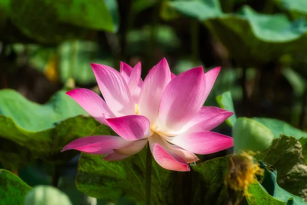 Close Van Roze Lotusbloem Bloeien Nelumbo Nucifera — Stockfoto