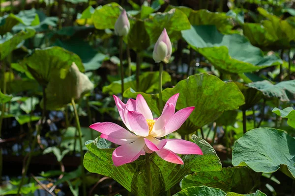 闭上粉红色的莲花花开花 — 图库照片