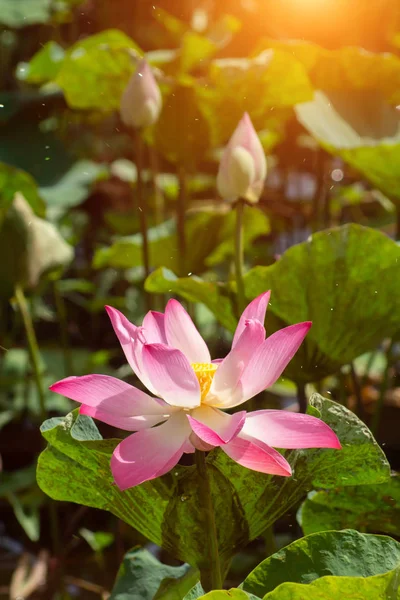 日光が咲いていると浮いてピンクの蓮の花を閉じます ハス構造工場 — ストック写真