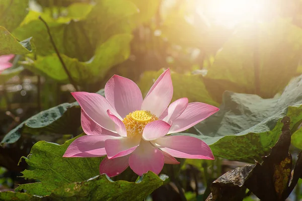 Close Pink Lotus Flower Blooming Sunlight Nelumbo Nucifera — Stock Photo, Image