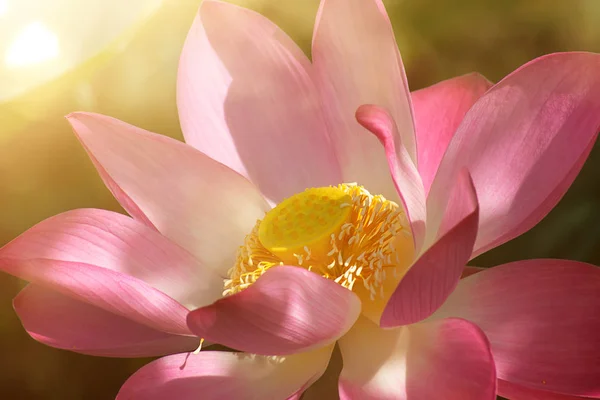 Feche Flor Lótus Rosa Florescendo Com Luz Solar Nelumbo Nucifera — Fotografia de Stock