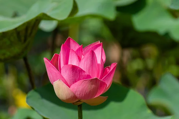 Gros Plan Fleur Lotus Rose Nelumbo Nucifera — Photo