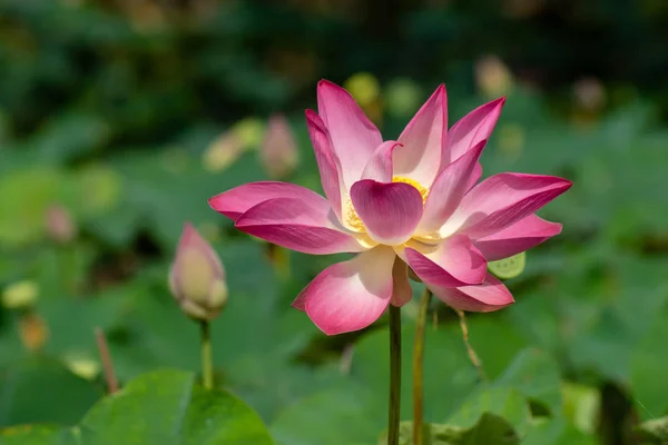 Close Pink Lotus Flower Blooming Nelumbo Nucifera — Stock Photo, Image