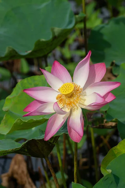 Flor Loto Rosa Cerca Nelumbo Nucifera — Foto de Stock