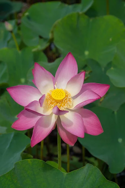 Закрыть Розовый Цветок Лотоса Nelumbo Nucifera — стоковое фото