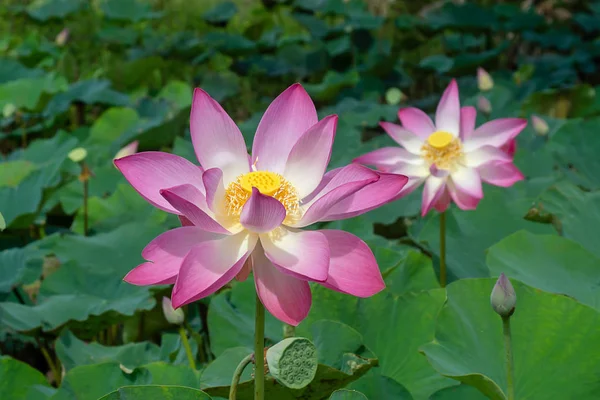 Gros Plan Fleur Lotus Rose Nelumbo Nucifera — Photo